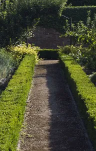 Buxus Sempervirens Prints: Buxus sempervirens Box - common
