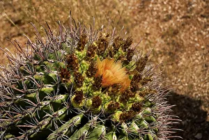 Saguaro Cactus Print with Orange Bloom