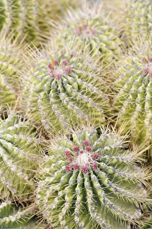 Cactus, Barrel cactus, Ferocactus, Ferocactus echidne Cactus, Barrel cactus, Ferocactus, Ferocactus echidne