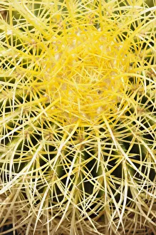 Cactus, Golden barrel cactus, Echinocactus, Echinocactus grusonii Cactus, Golden barrel cactus, Echinocactus, Echinocactus grusonii
