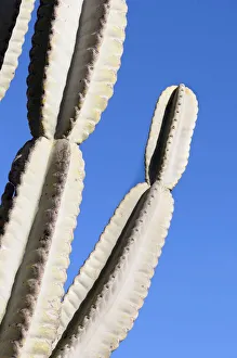 Cactus, Mexican Giant Cardon, Pachycereus, Pachycereus pringlei Cactus, Mexican Giant Cardon, Pachycereus, Pachycereus pringlei