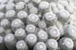 Cactus, Pincushion cactus, Mammillaria, Mammillaria bombycina Cactus, Pincushion cactus, Mammillaria, Mammillaria bombycina