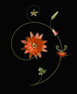 Cactus Print - Black Background with Pattern
