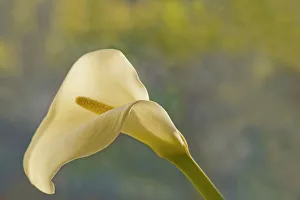 Calla Lily 2241 Print - Zantedeschia Aethiopica Flower Image