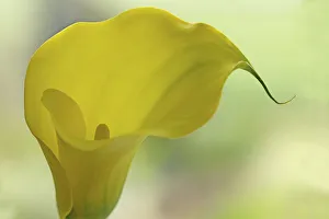 Calla Lily 2241 Print - Zantedeschia Flower Image