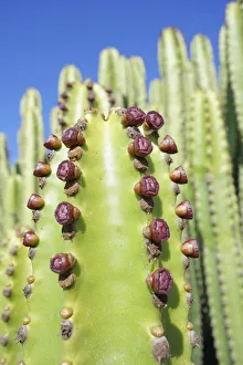 Candelabra tree, Euphorbia, Euphorbia candelabrum Candelabra tree, Euphorbia, Euphorbia candelabrum