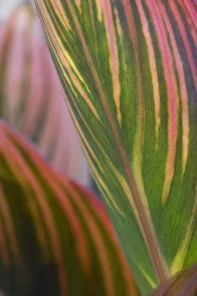 Canna Tropicanna Canna Green Print