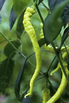 Nutritious Food Prints: Capsicum annuum Chilli Green subject