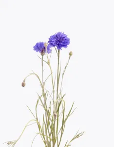 Cornflower Print - Centaurea cyanus