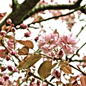 Pastel Coloured Flowers Prints: Cherry, Prunus