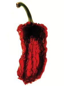 Capsicum Annuum Prints: Chilli, Capsicum annuum