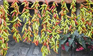 Chili Print - Dried Red, Green and Orange Chilies