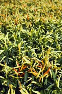 Chilli Pepper Print