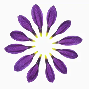 Geometric Floral Patterns Prints: chrysanthemum