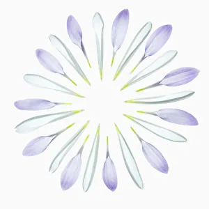White Chrysanthemum Print