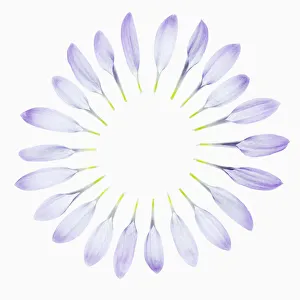 Chrysanthemum Print, Pale Lilac Elenora