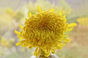 Chrysanthemum Print 0464