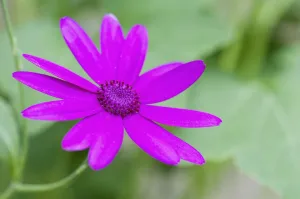 Winter Blooming Flowers Prints: Cineraria
