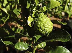 citrus reticulata, citrus paradisi., tangelo, ugli fruit, green subject citrus reticulata, citrus paradisi., tangelo, ugli fruit, green subject