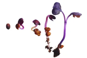 Colorful Vegetable Images Prints: CL_0082