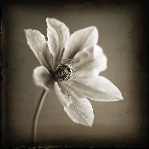 Studio Shot Of A Flower Prints: Clematis