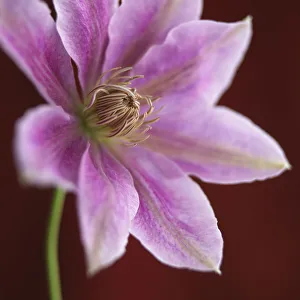 Clematis Pink Print