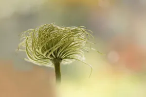 Images Dated 2013 March: Clematis Seed Head Print