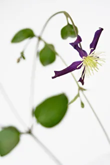 Purple Flower Close Up Prints: Clematis, Clematis integrifolia