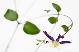 Purple Clematis Print - Close-up Studio Shot