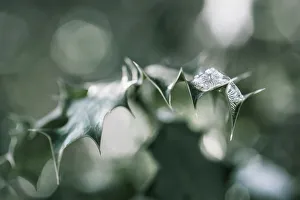 Close up of Holly, Ilex aquifolium leaves with melting snow against a dappled background Close up of Holly, Ilex aquifolium leaves with melting snow against a dappled background