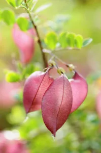Images Dated 2015 September: Colutea Print - Orange Bladder-senna Plant Photo