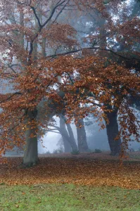 European Beech Print, Winter Landscape