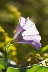 Convolvulus Arvensis Prints: convolvulus arvensis, bindweed