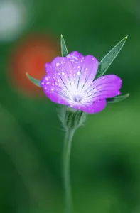 Pastel Coloured Flowers Prints: corncockle, common, agrostemma githago