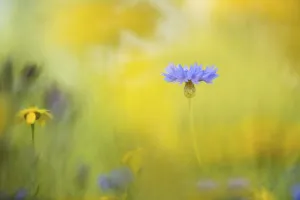 Blue Cornflower Print - Centaurea cyanus Wildflower
