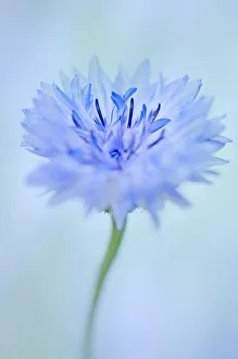 Centaurea cyanus Print