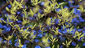 Colourful Nature Scenes Prints: Cornus controversa Variegata