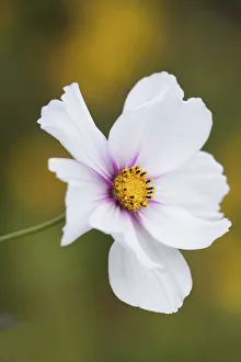 White Blooming Flowers Prints: Cosmos