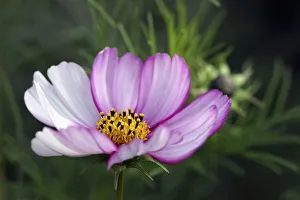 Pastel Coloured Flowers Prints: Cosmos 3