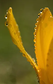 Crocus close up showing orange petals edged with raindrops Crocus close up showing orange petals edged with raindrops