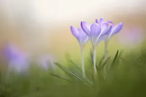 Cottage Garden Plants Prints: Crocus, Crocus cultivar