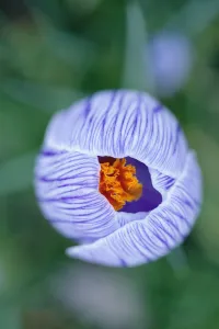 Crocus vernus Print