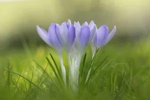 Pastel Coloured Flowers Prints: Crocus, Early crocus, Crocus tommasinianus