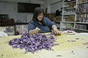 Saffron Crocus Prints: crocus sativus, crocus, saffron crocus, purple subject