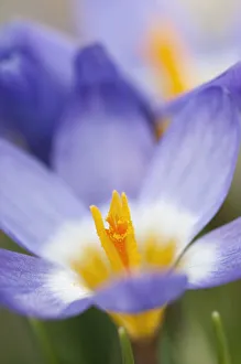 Purple Crocus Flowers Prints: crocus, siebers crocus, crocus sieberi