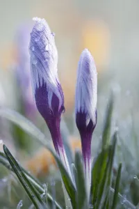 Spring Bulbs Prints: Crocus vernus Crocus Purple subject