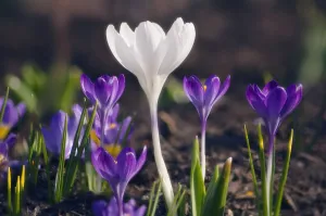 White Crocus Prints: Crocus vernus Crocus White subject