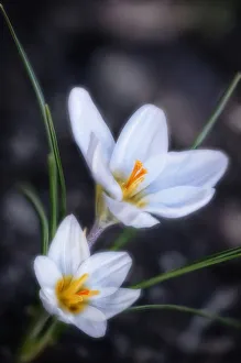 White Crocus Prints: Crocus vernus Crocus White subject