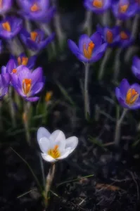 White Crocus Prints: Crocus vernus Crocus White subject
