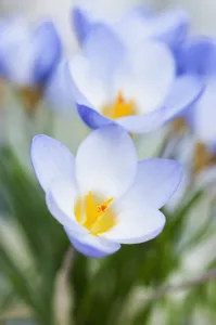 Blue Crocus Zenith Print